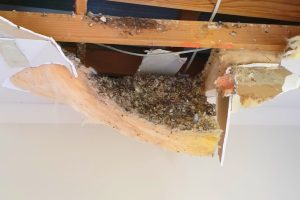 Ceiling that has collapsed due to bird waste