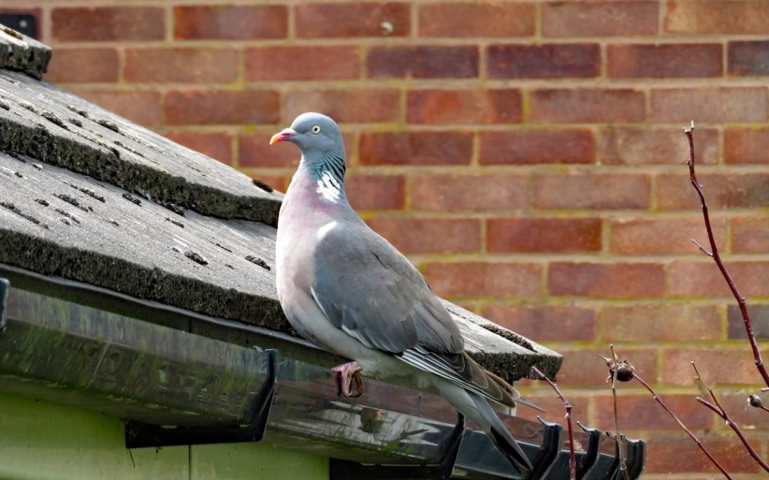Fowl Play: The Hidden Dangers of Bird Poop
